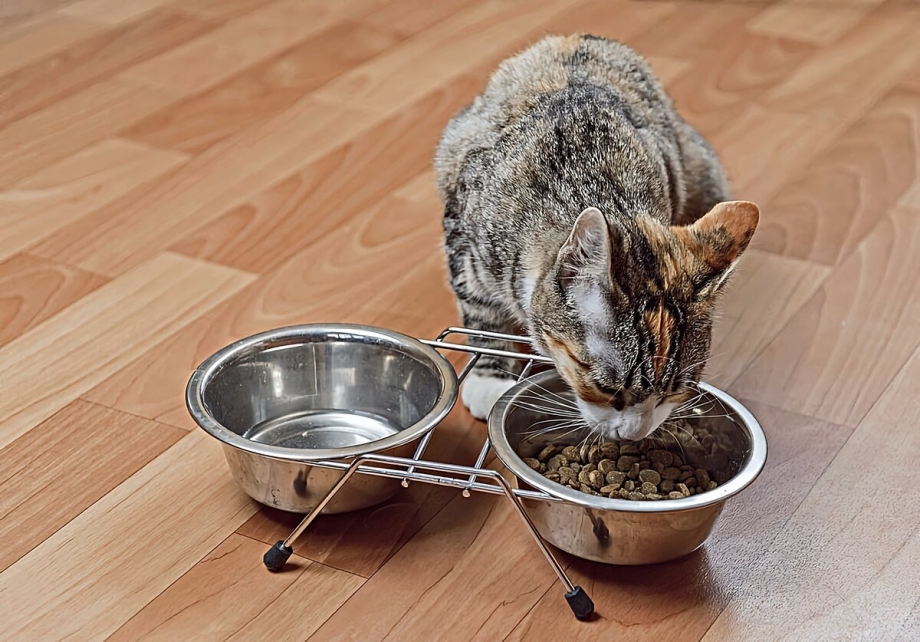 Кошка возле миски