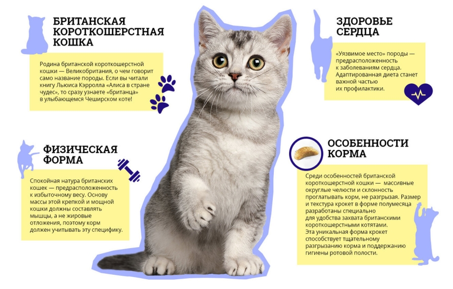 Здоровье кошки