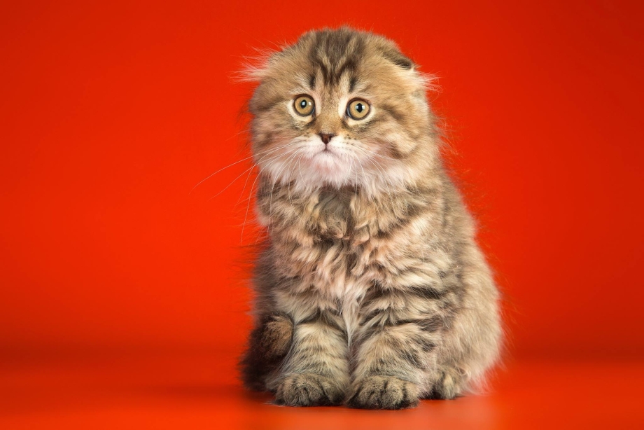 Highland Fold кошка