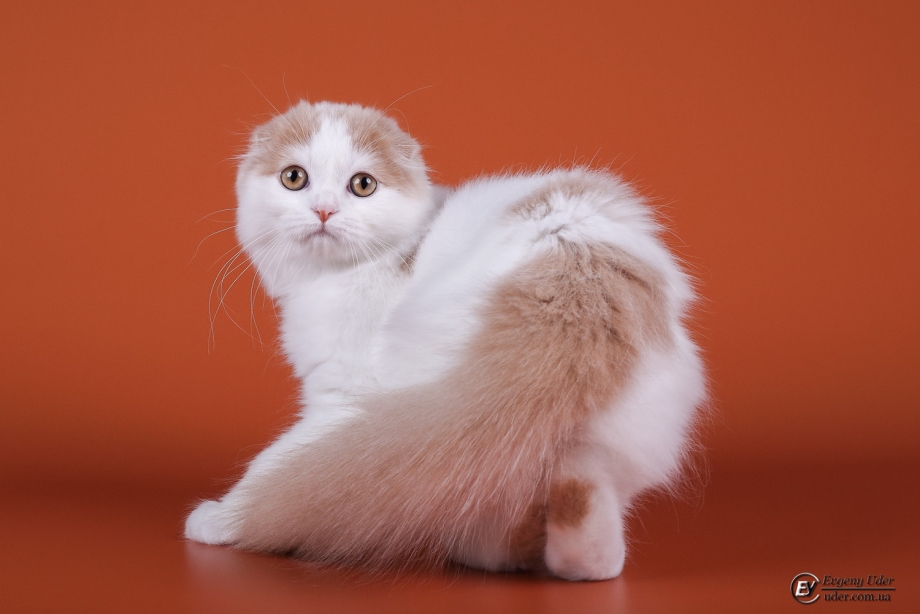 Котята породы хайленд фолд