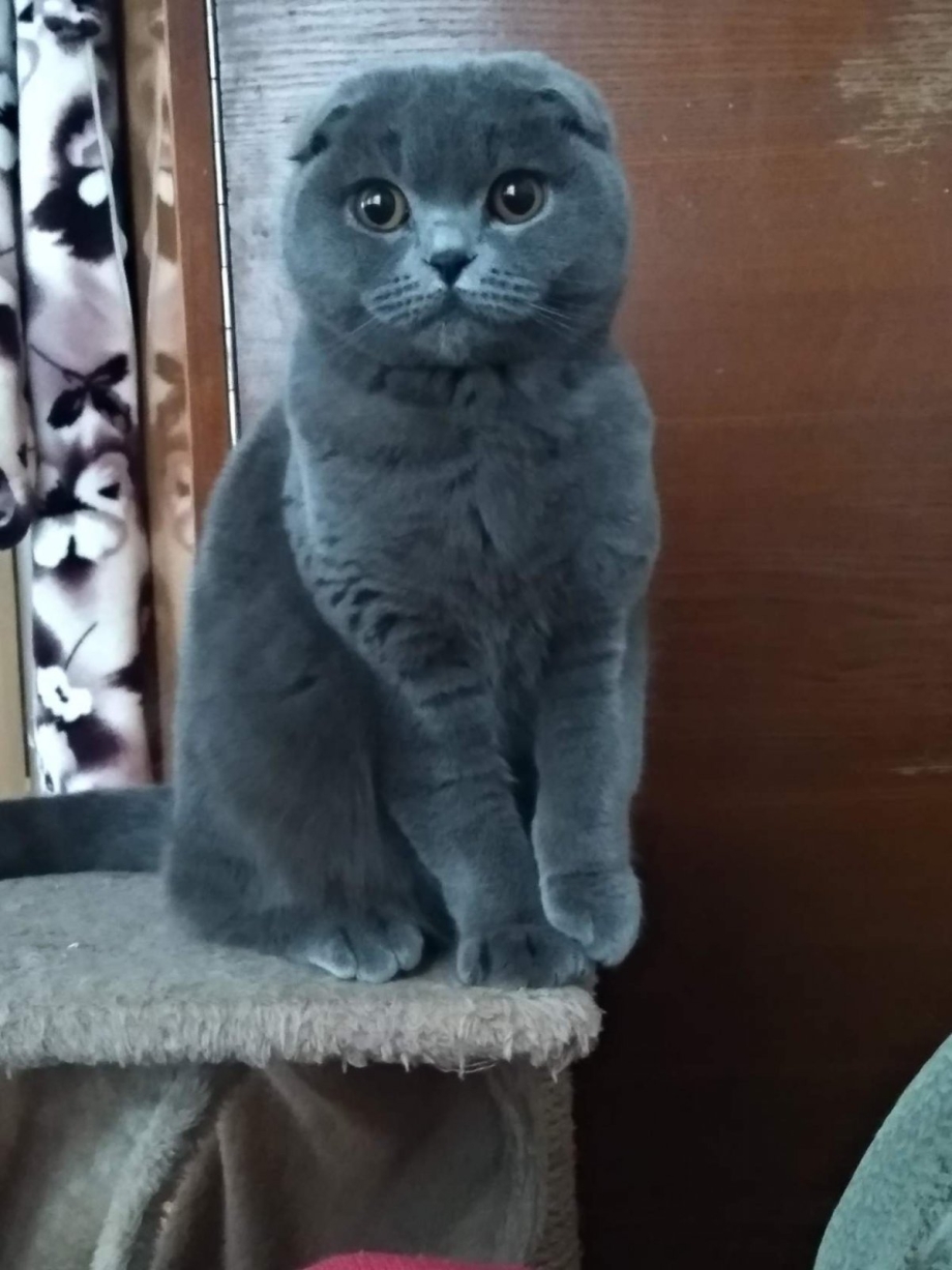 Скоттиш-фолд Шотландская вислоухая голубая
