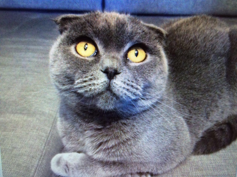 Кошка скоттиш фолд голубая