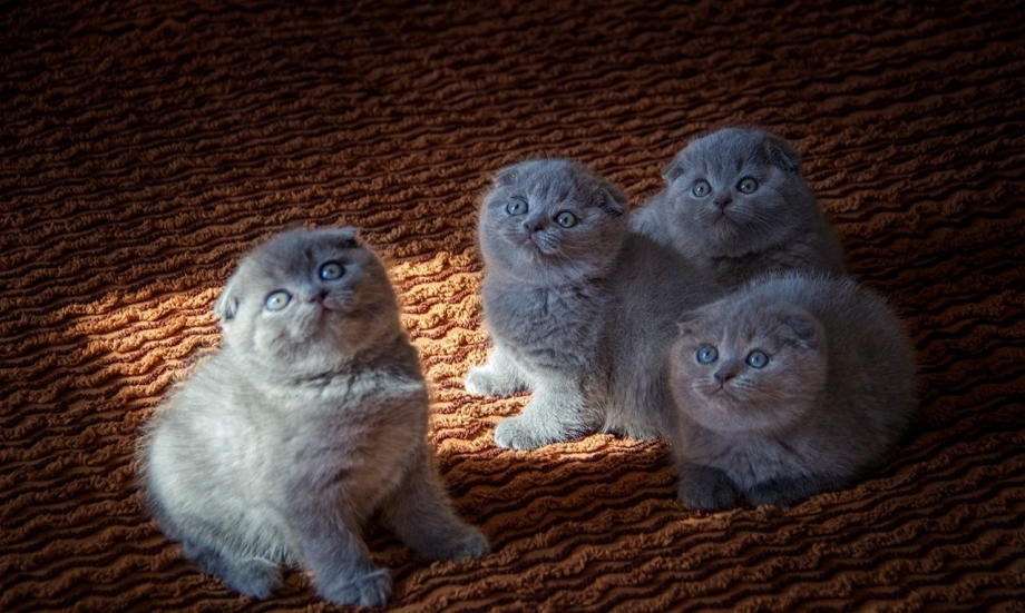 Клубные котята Шотландские вислоухие