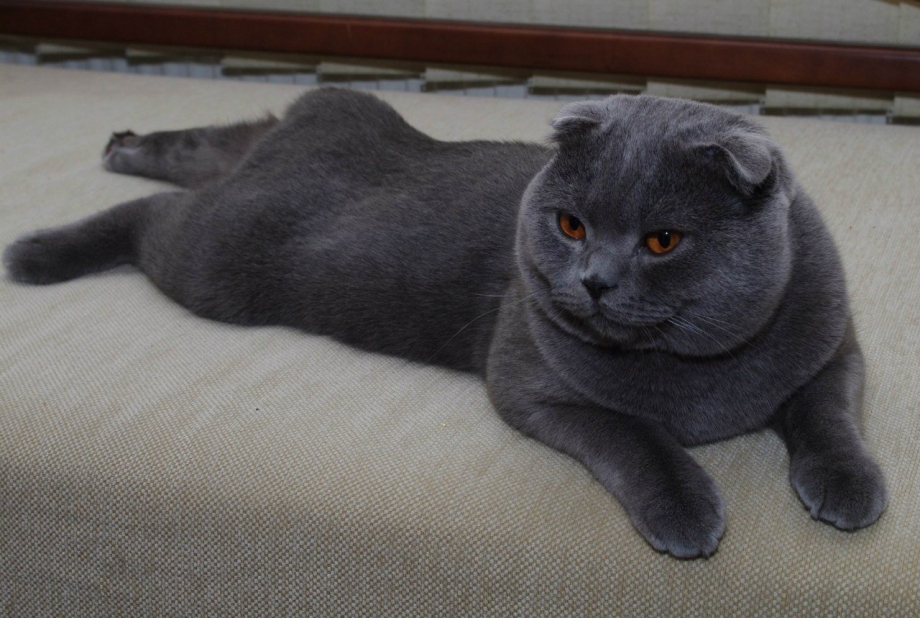 Шотландская вислоухая кошка голубая