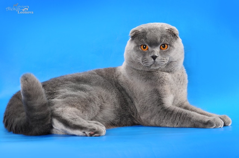 Скоттиш фолд голубой