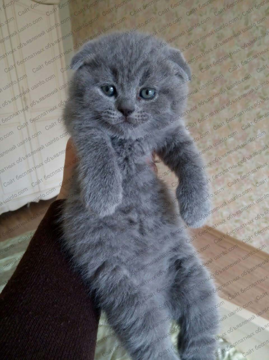 Шотландский вислоухий котенок голубой