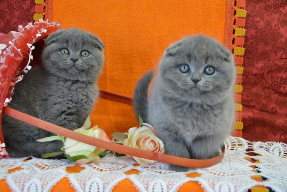 Шотландская вислоухая кошка голубая