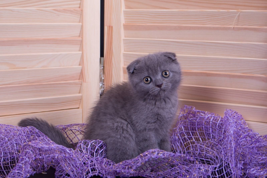 Шотландская кошечка Буся