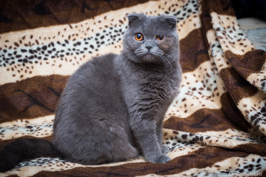 Кошка Шотландская вислоухая голубой Солид