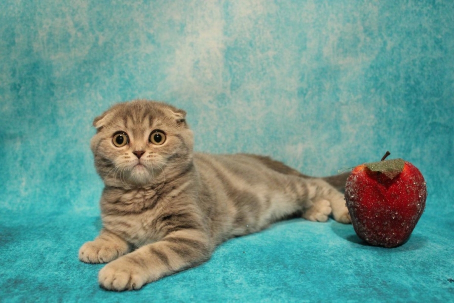 Скоттиш фолд