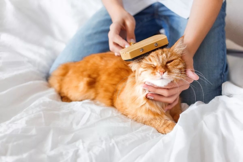 Кошку расчесывают