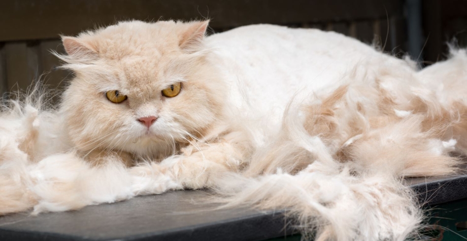 Шерсть кошки