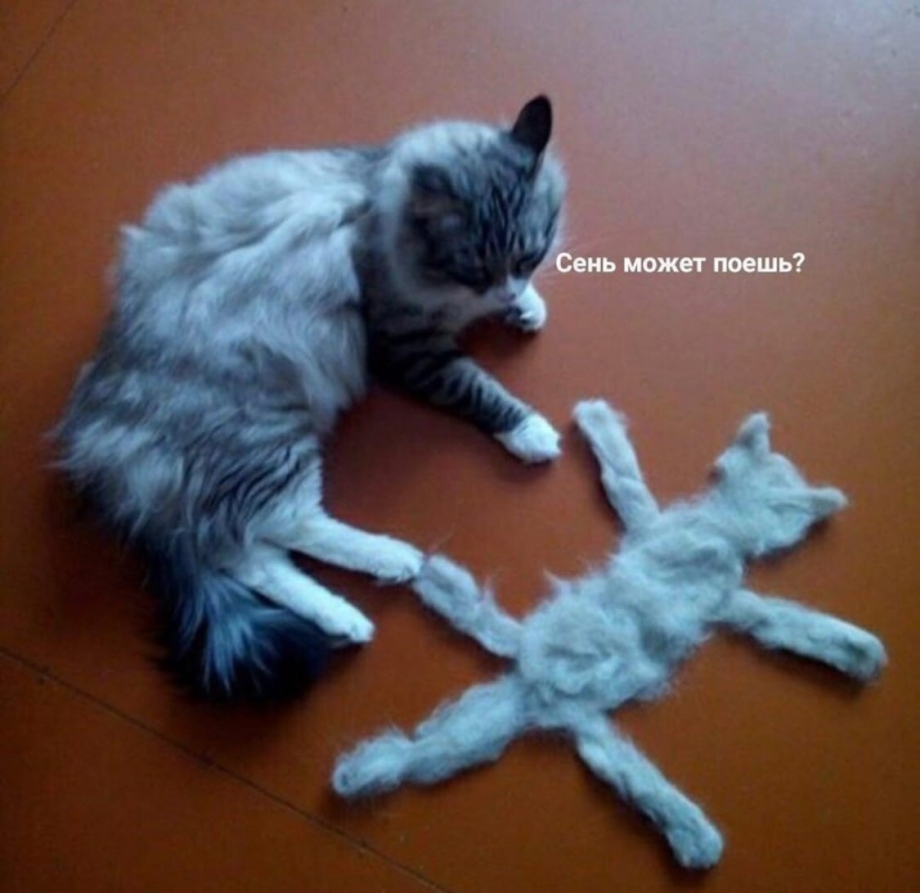 Кошачья шерсть