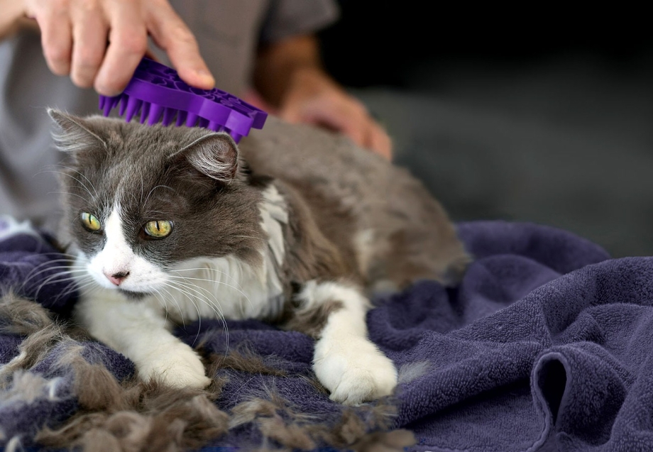 Коты у которых мало шерсти