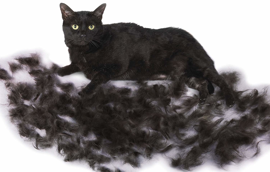 Шотландская вислоухая кошка шерсть