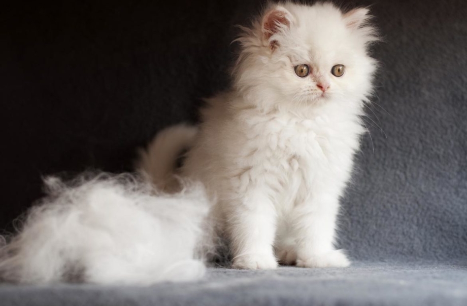 Корниш рекс лысеет