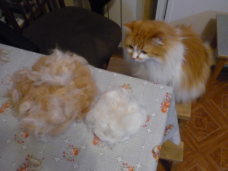 Кошачья линька