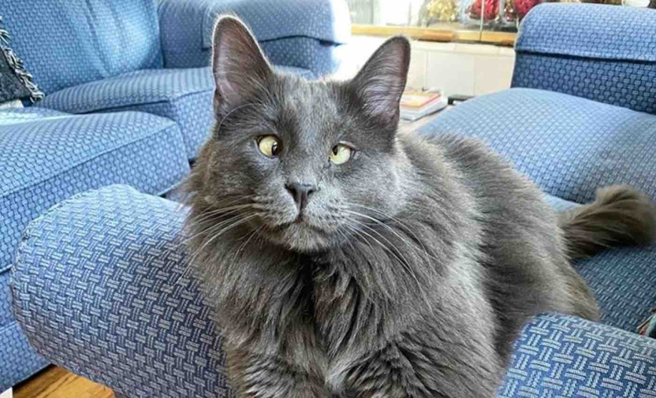 Косоглазый кот с языком
