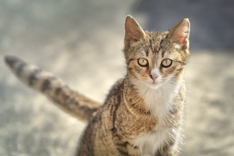 Косой котик