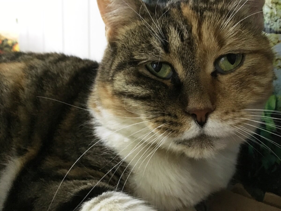 Сиамская кошка короткошерстная