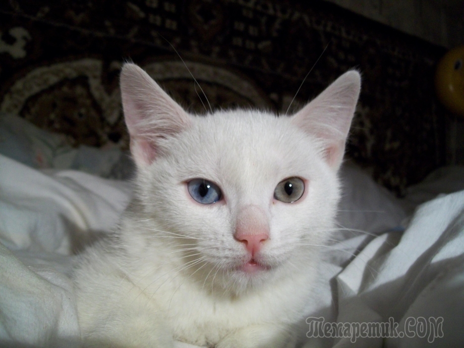 Сиамская кошка