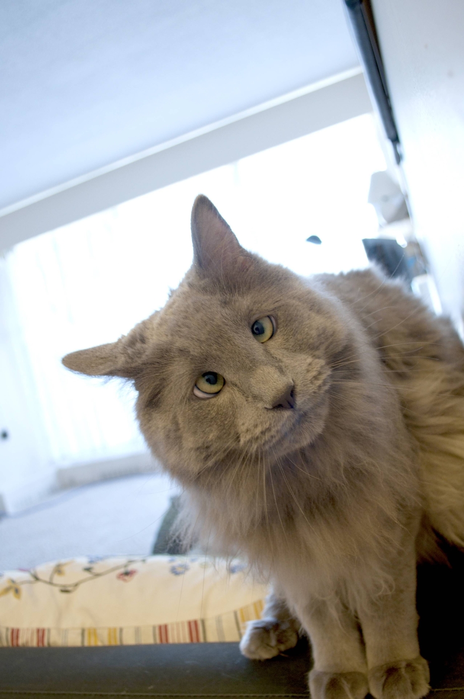 Египетский сиамский кот