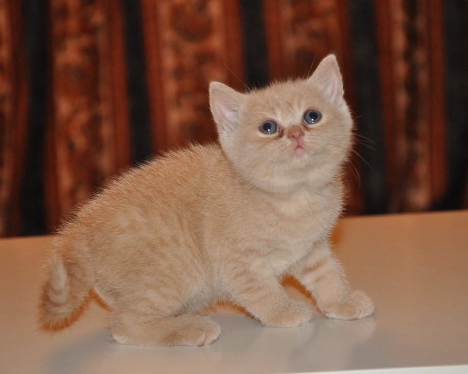 Шотландский скоттиш страйт персиковый