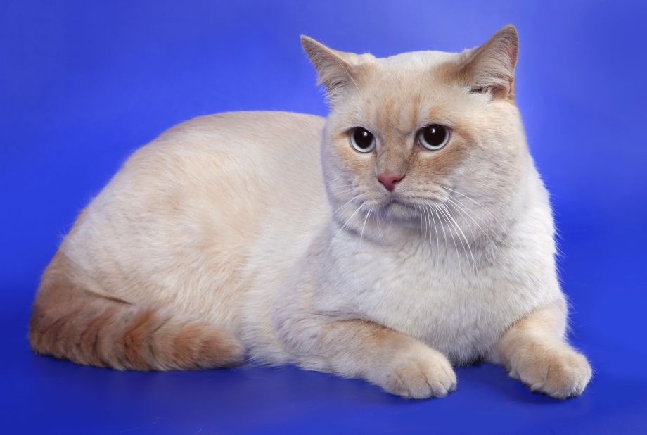 Персиковый британец котенок