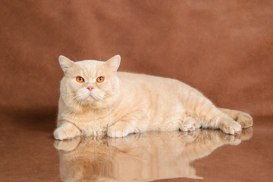 Кремовый британец котенок