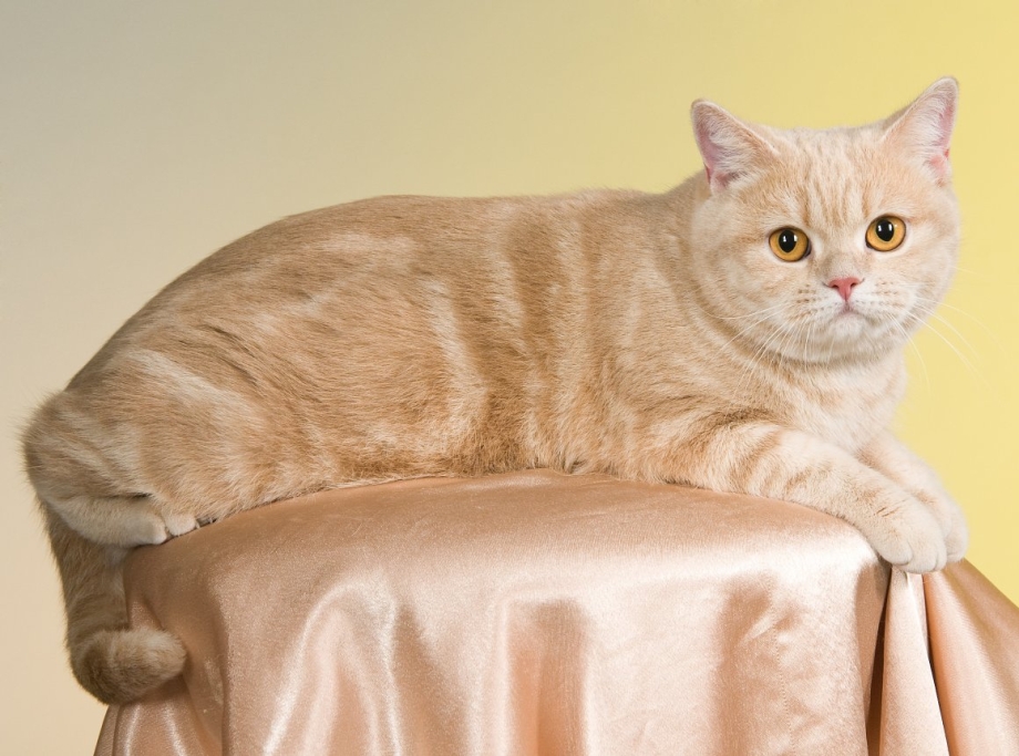 Персиковый британец котенок