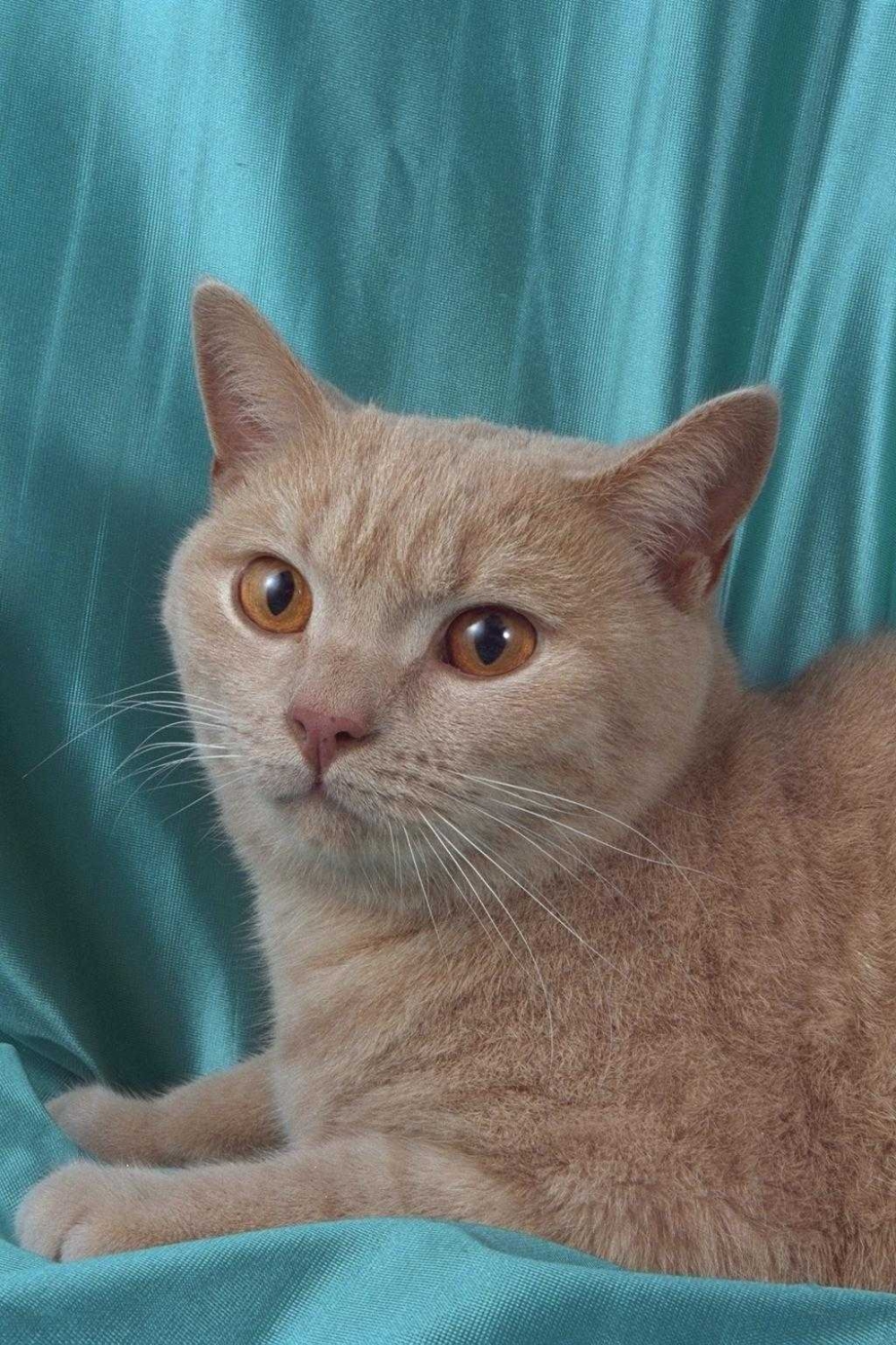 Британский короткошерстный кот рыжий