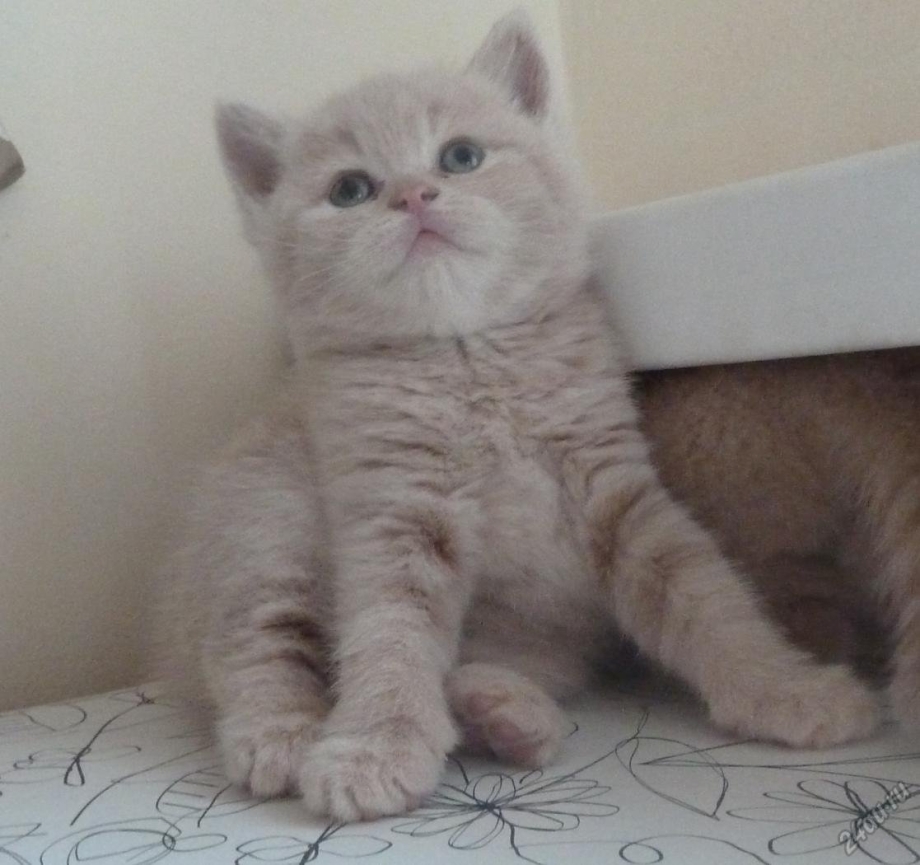 Шотландские кошки вислоухие кремовый табби