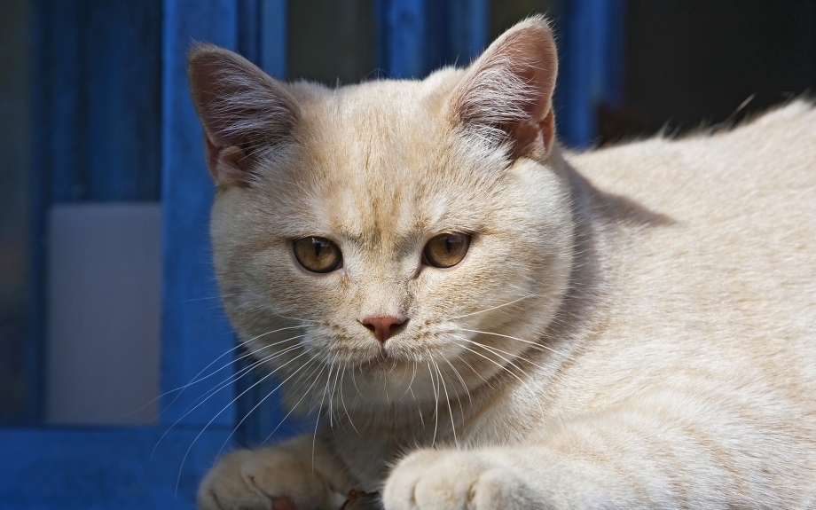 Персиковый британец котенок