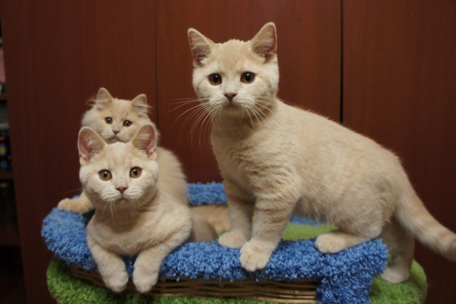 Британский короткошерстный кремовый