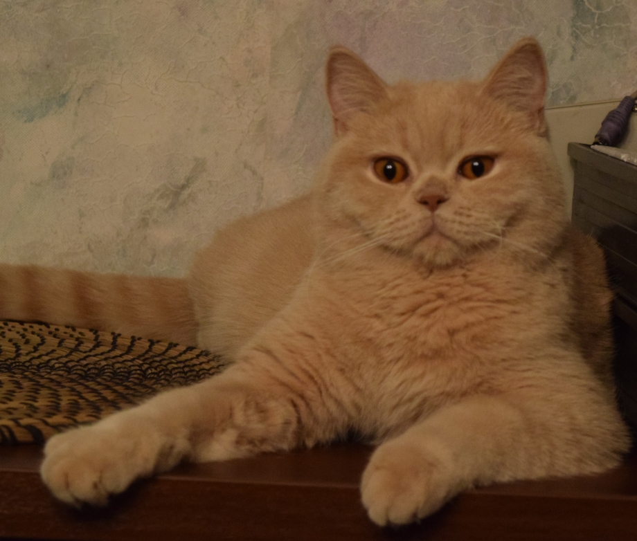 Котенок кремового цвета
