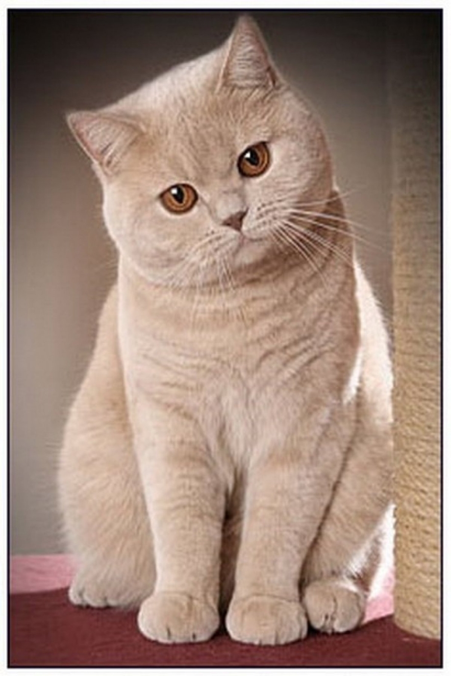 Персиковый британец кот