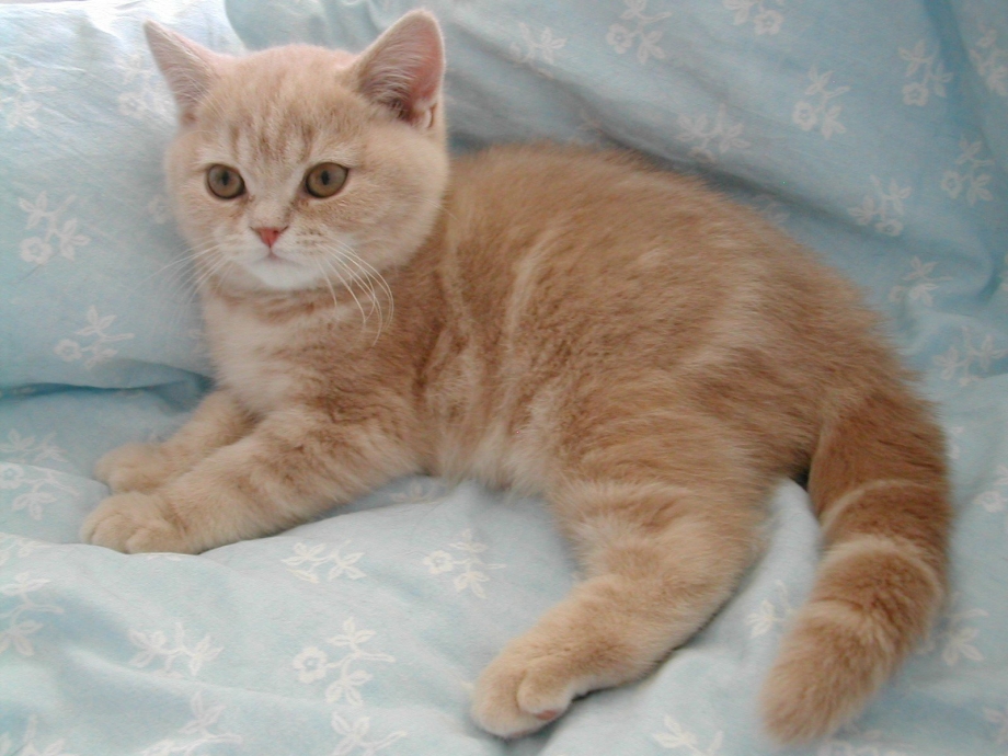Персиковый британец котенок