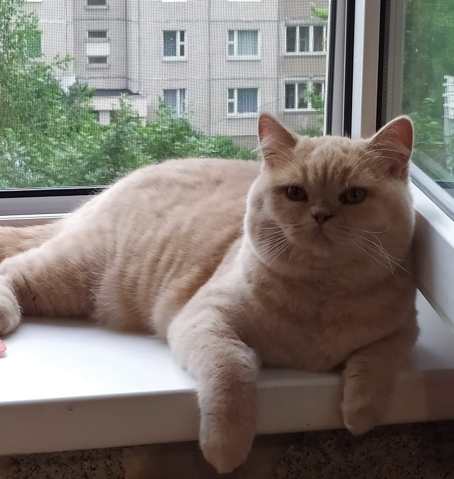 Персиковый британец прямоухий