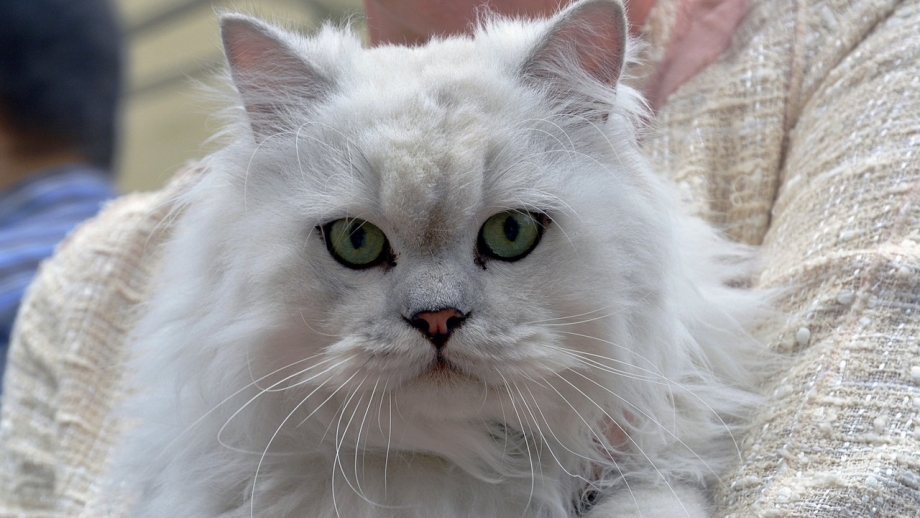Недовольный белый кот