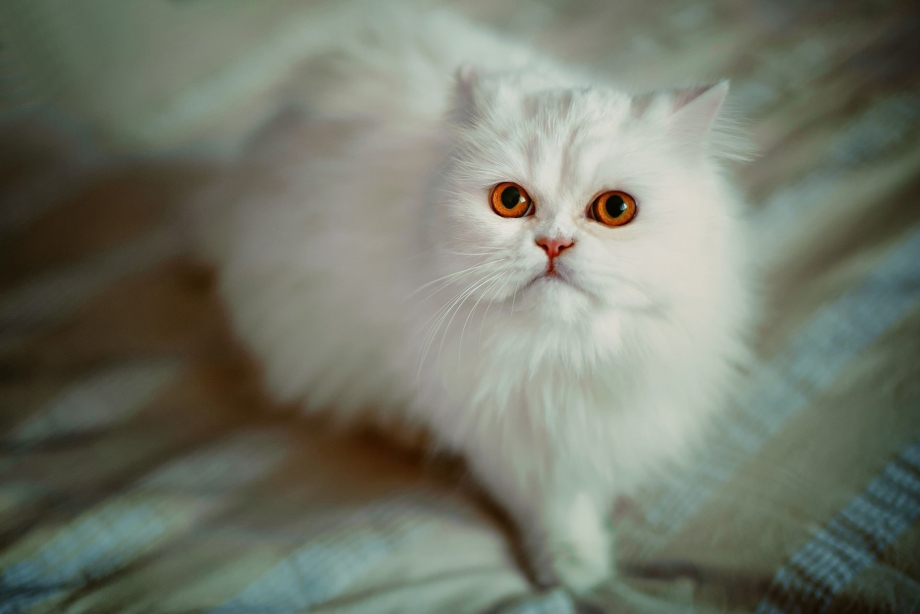 Белая пушистая кошка