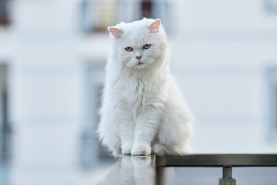Белый котик сидит