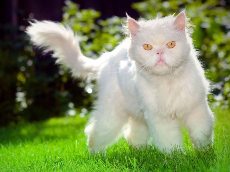 Пушистая кошка