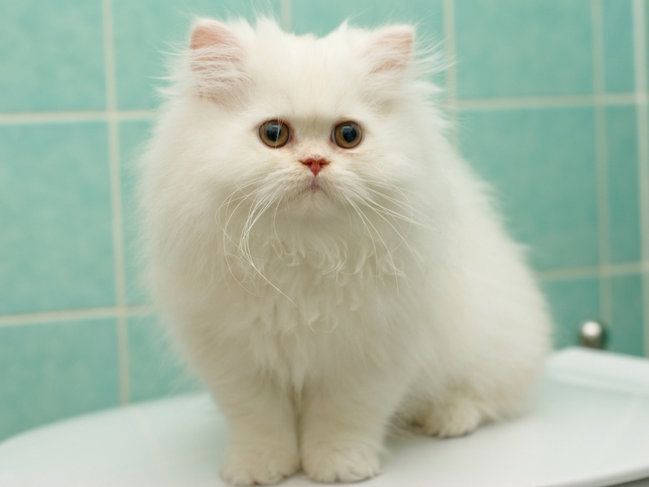 Персидская кошка белая