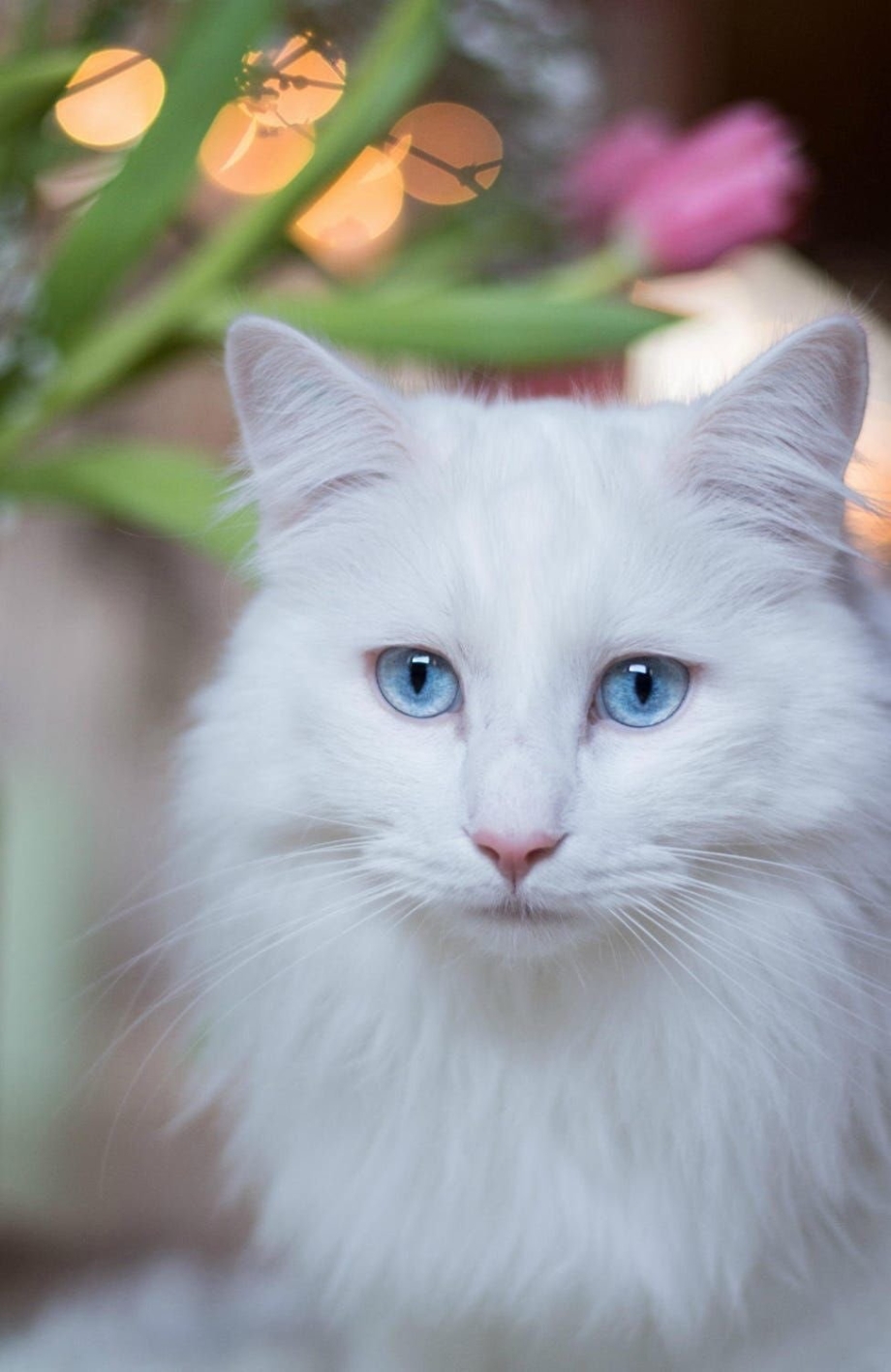 Кошка белая