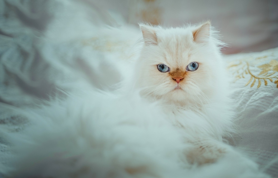 Персидские белые кошки голубоглазые