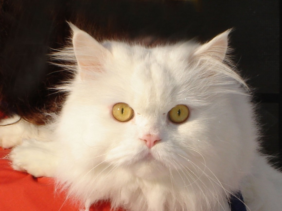 Белый котенок