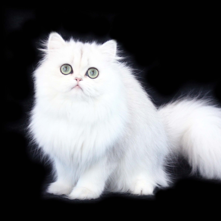 Белый персидский кот