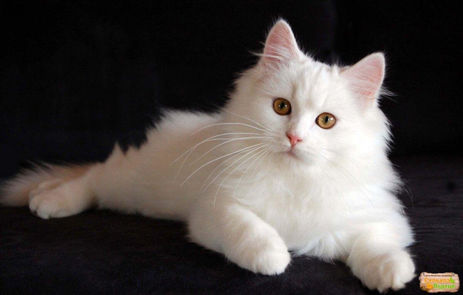 Сибирская ангорская кошка