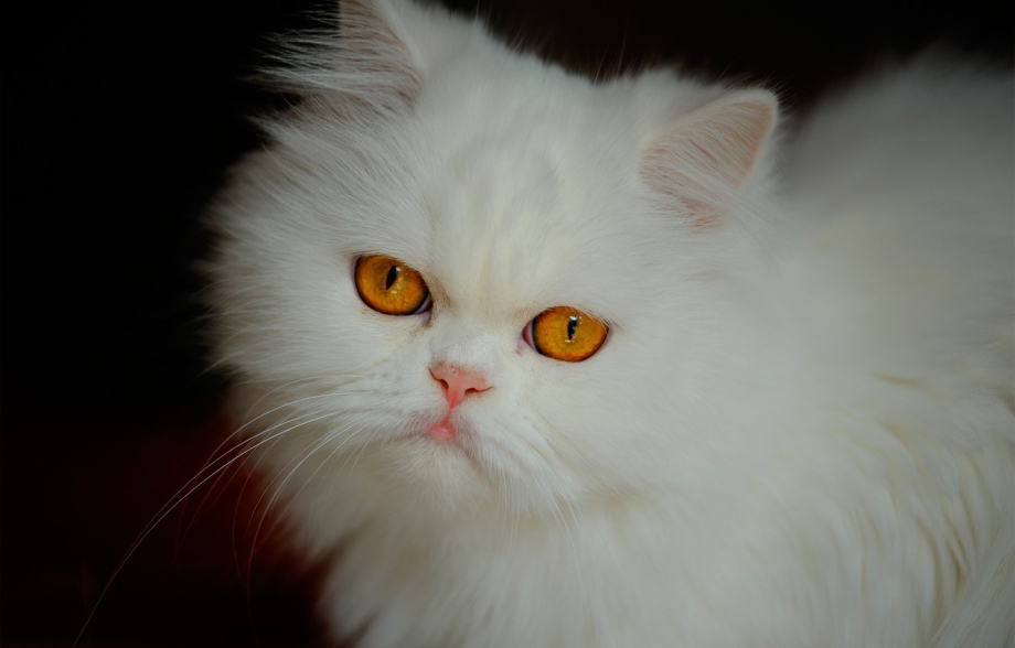 Персидская кошка альбинос