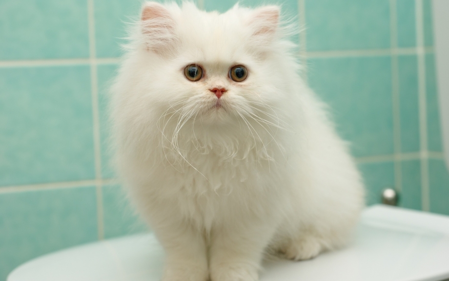 Персидский кот